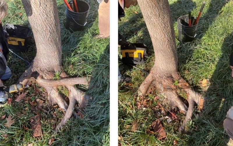 A before and after of the base of a tree trunk: the before shows many large exposed, and the after shows the removal of some roots. 