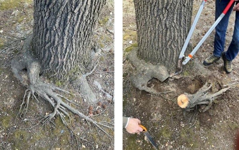 Before and after of the base of a tree trunk with exposed roots: the before shows the exposed roots, and the after shows someone cutting down the roots.