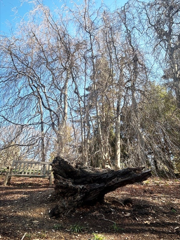 A dead piece of a tree among looming bare trees and a bench. 
