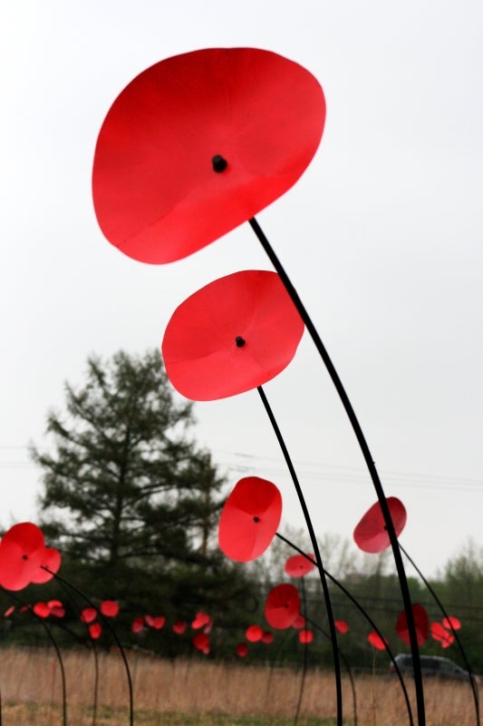 Larger-than-life-size sculptures of red poppy flowers in a meadow on a cloudy day. 