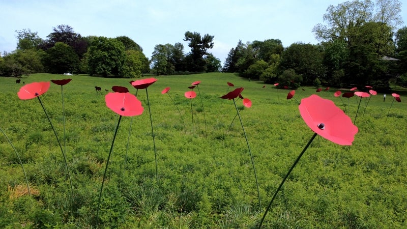 The reimagined poppy installation by Morris Executive Director Bill Cullina in spring 2025. 