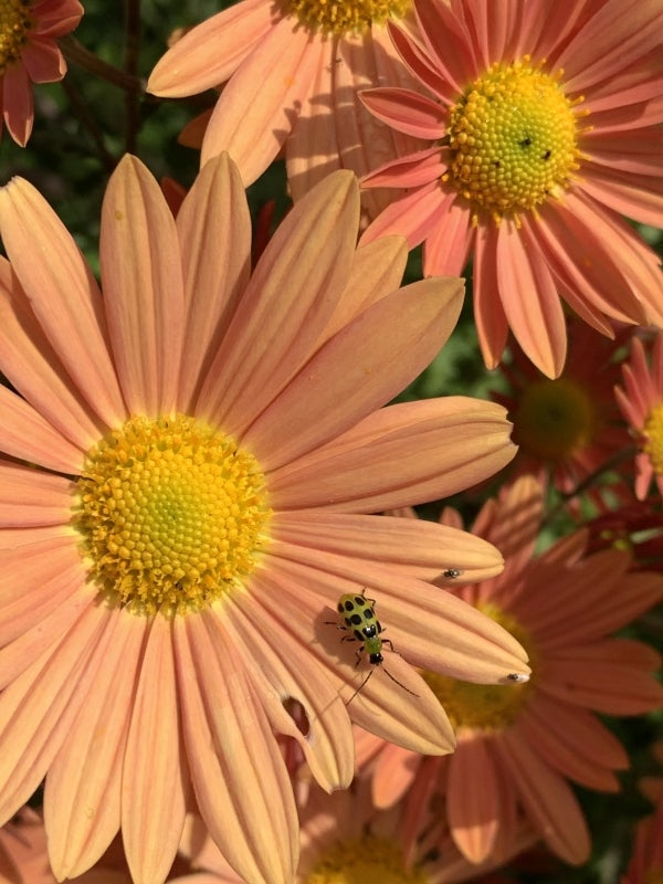 Peach-colored aster with yellow center