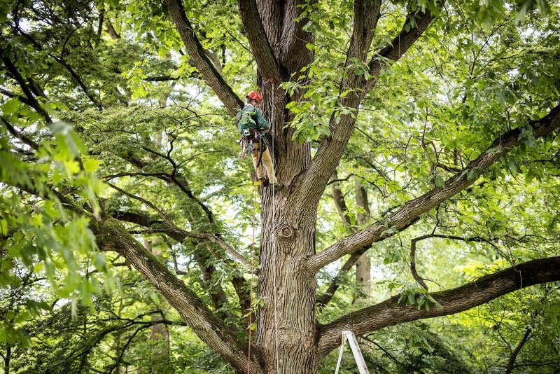 A man in a helmet and green shirt suspended by a rope on a large tree