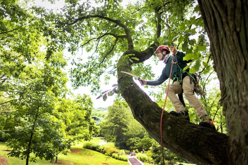 A man in a green shirt and helmet holding a pruning tool stands on a branch of a tree