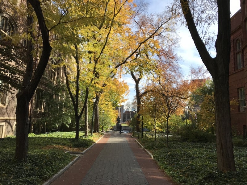 A walkway on a college campus lined with trees.
