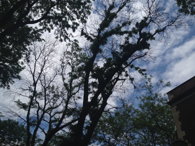 Dark shadows of honeylocust trees set against a cloudy blue sky.