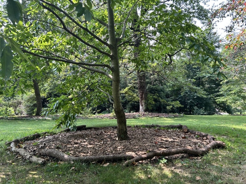 A small tree with a circle of mulch at the base bordered with felled branches.
