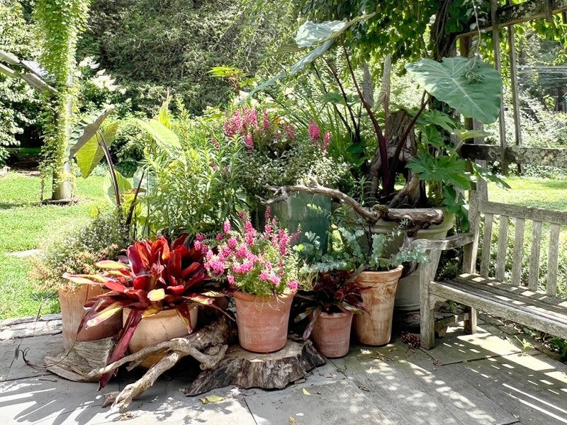 A collection of potted plants with pieces of dead wood woven into the design.