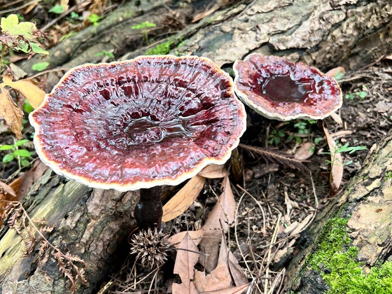A close-up of two brown mushroom with white edges growing at the base of a hemlock tree.