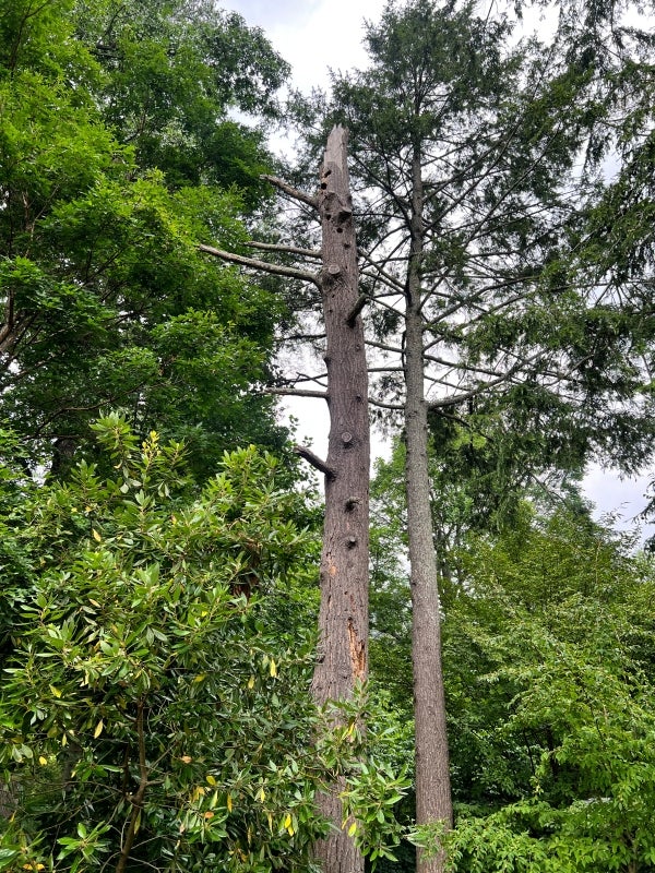 A dead hemlock tree with felled branches and holes stands among living hemlocks, providing habitat and supporting the ecosystem.