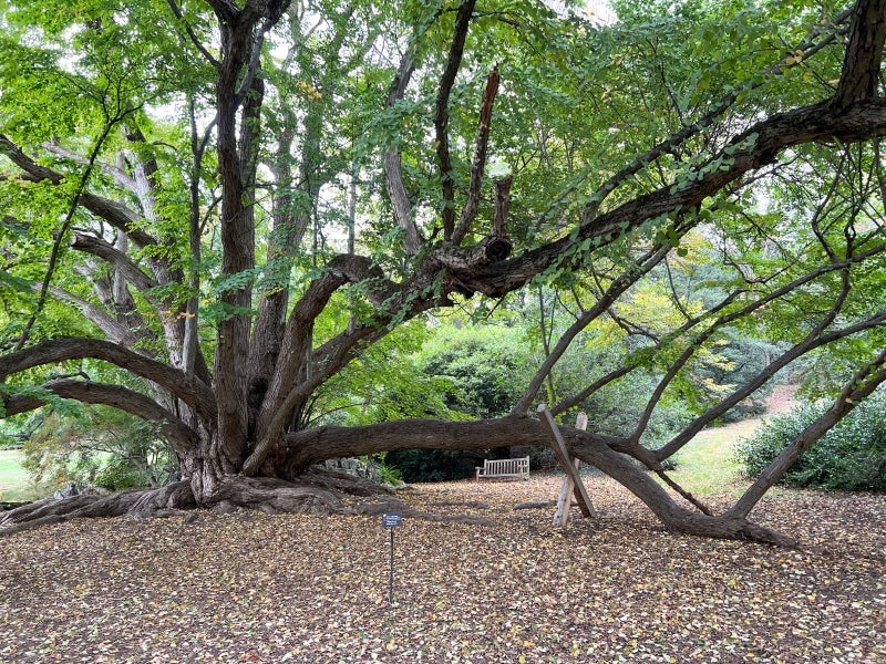 A large historic katsura-tree with big sloping branches and an x-shaped brace supporting one of the lower branches. 