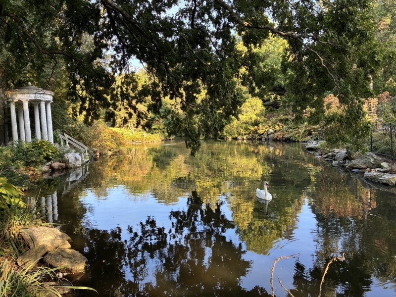 A scene of a pond in early fall with the reflection of large trees on the water's surface and a swan.