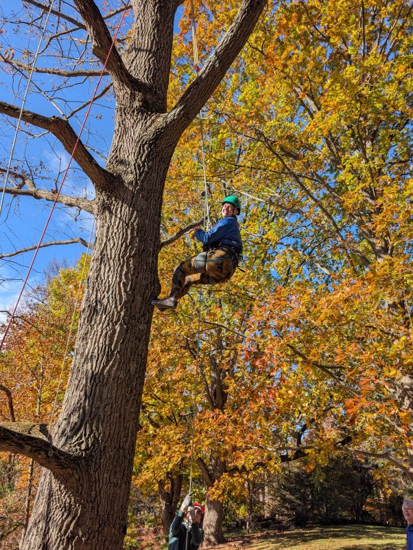 A young person scales a tree using a harness and rope with a spotter below. 