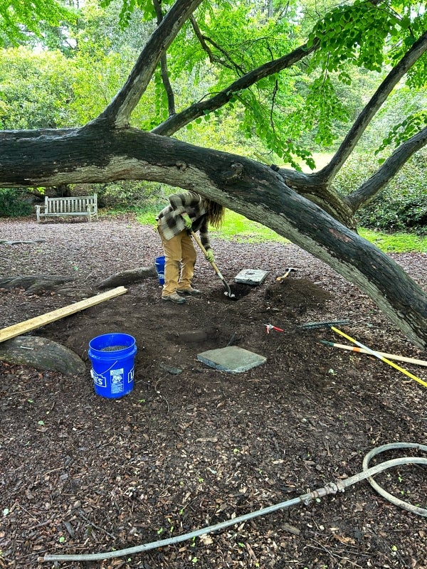 An arborist digs in the dirt under a large, historic katsura-tree, preparing to install a brace. 