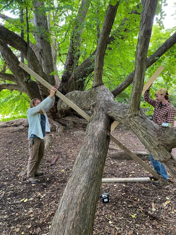 Two arborists installing an x-shaped brace on a branch of a large, historic katsura-tree.