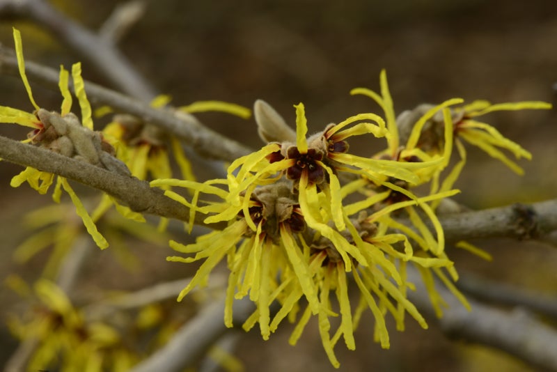 A closeup of witchhazel flowers with bright yellow ribbon-like petals. 