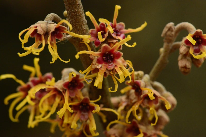 A closeup of witchhazel flowers with yellow ribbon-like petals and a red center. 