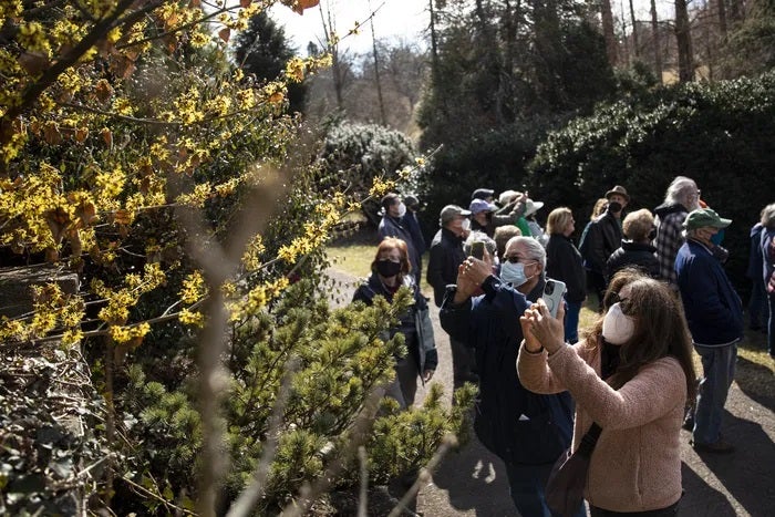 A group of people out doors in early spring wearing coats and masks admiring a blooming witchhazel shrub.