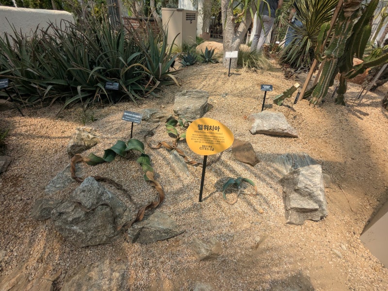 A plant with two long curly foliages growing out of a sandy ground in the Sejong National Arboretum conservatory.
