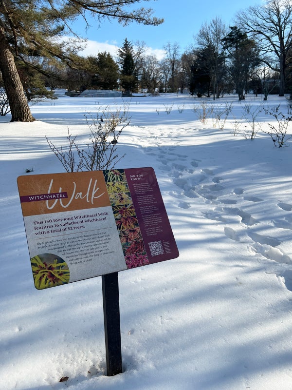 An informational sign with the title "Witchhazel Walk" set outdoors in a snowy landscape with footprints in the snow. 