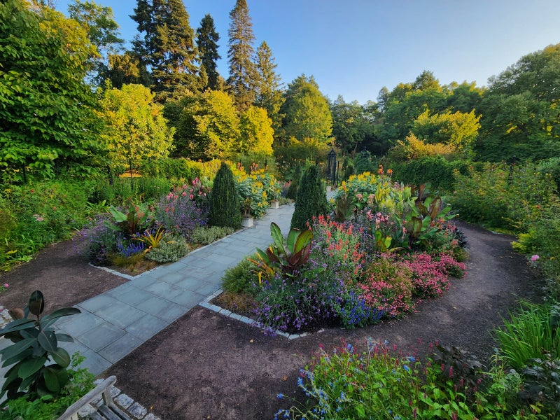 Colorful plants in a garden