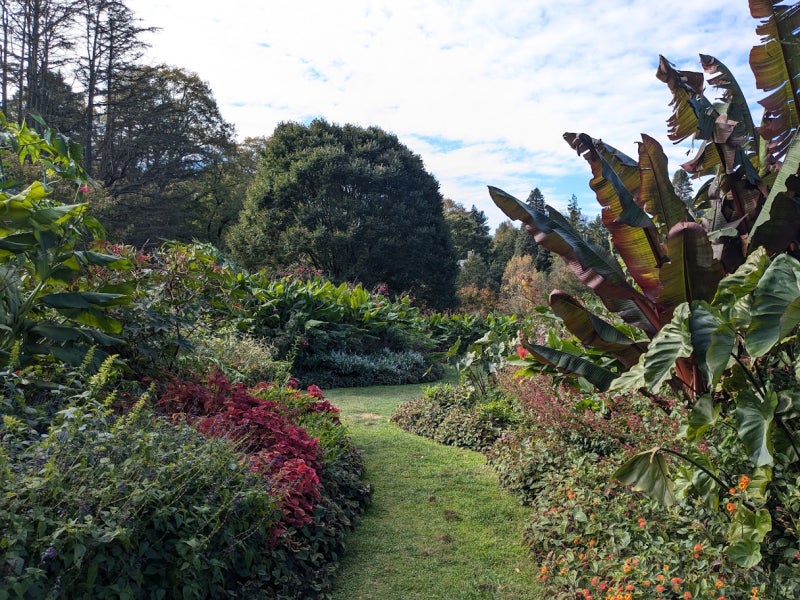 Large, colorful tropical plants line a garden path