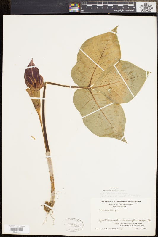 Plant specimen tacked to paper
