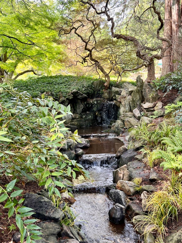 A waterfall fountain running through rocks set in a Japanese-style garden surrounded by maples and other greenery.