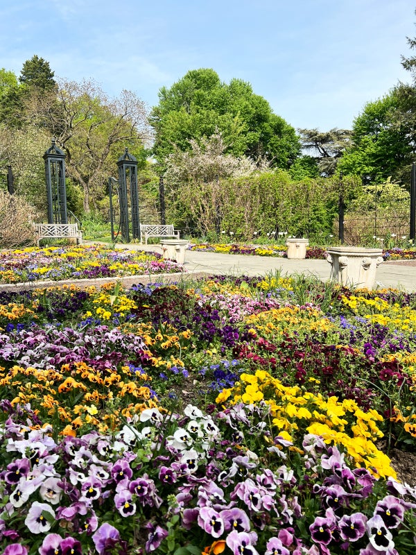 A garden filled with different color pansies.