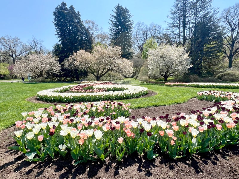 A  swirling display of tulips in garden beds with cherry blossom trees in the background.
