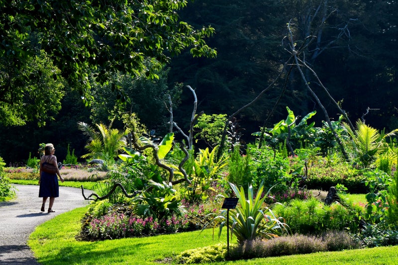 A woman from behind stands on a path looking up at a garden filled with large tropical plants and reclaimed wood as trestles. 