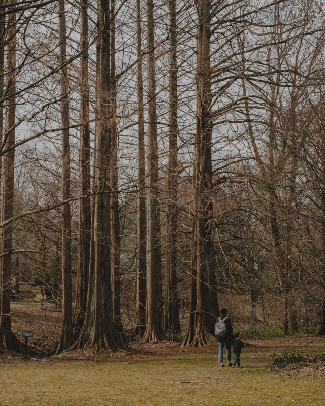 A man and small child stand in a grove of looming dawn-redwood trees in winter. 