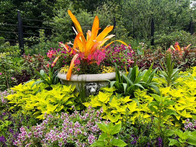 A large cement planter with a lion's head on the front filled with a large orange plant and magenta flowers, surrounded by lime green foliage. 
