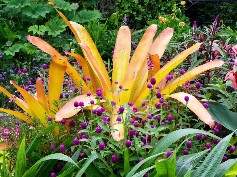 A large plant with bright orange foliage surrounded by purple flowers and green foliage. 