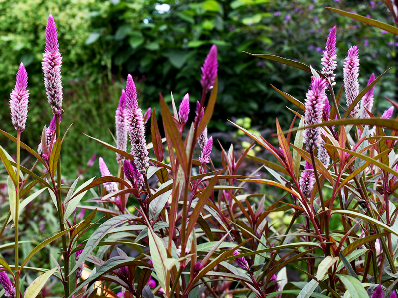 Long purple flowers of Celosia spicata. 