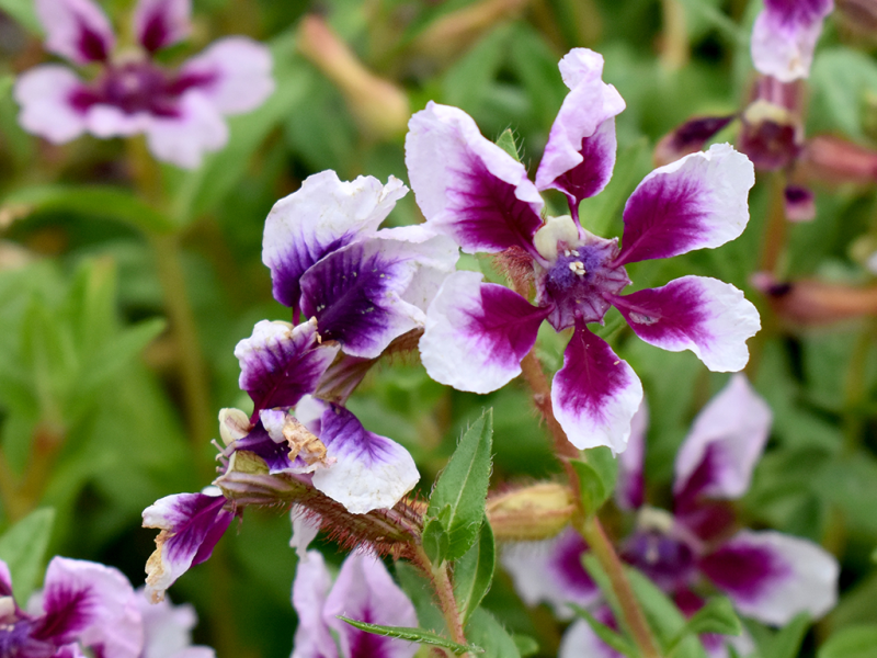 A close up of a six-petal purple and light pink flower. 