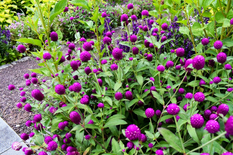 Round bright purple flowers with green foliage growing in a flower bed. 