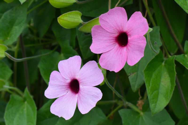 A close up of two pink flowers with dark red centers surrounded by green foliage.